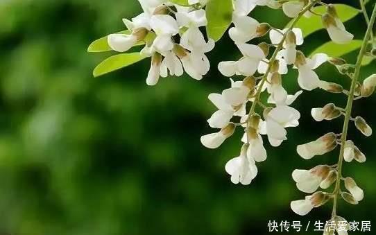 #摘点#摘点槐花吃算什么,真厉害的都开始扦插槐树了,超简单!