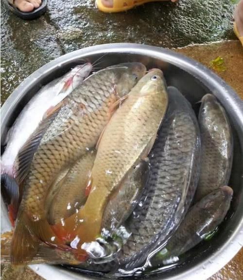  [近岸]钓不到鱼不能总让饵料背锅，忽视鱼儿的警惕性，注定与大鱼无缘