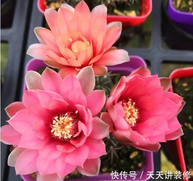  [图片作者]15种超级好养的花，不死鸟居然不是第一，“养花杀手”们试一试吧