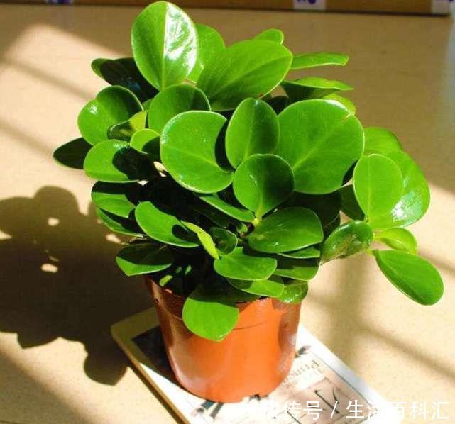  [精致]碧玉属于小型盆栽，精致小巧可爱，碧玉枝叶稀疏是怎么回事？