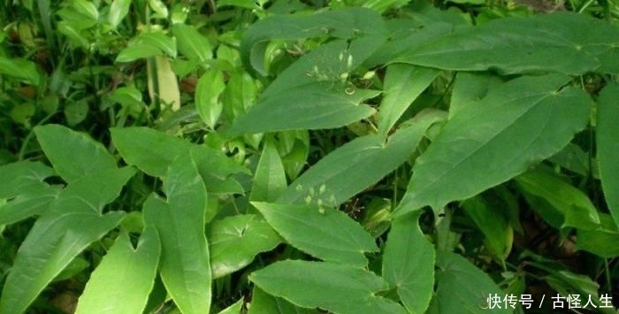  #变得越来越#农村一野草，人称“千两金”，当下一斤超百元，遇