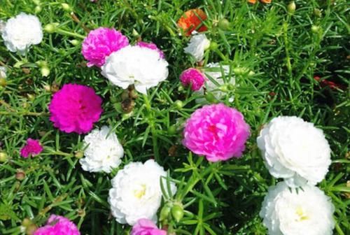  盆土@春天在家养2种花，开花美、花期长，阳台开满漂亮小花