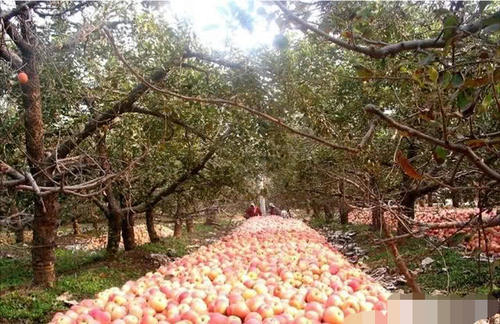 「没想到」农民为何把收获的苹果埋在土里面？没想到有这种功效
