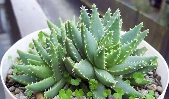  【会让芦荟】养芦荟，记住1个小要点，侧芽冒20个，叶片翠绿肥厚，一年爆盆