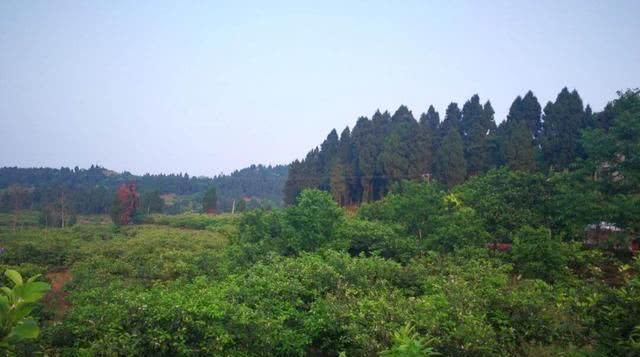  「特别」四川这个县城将要崛起，将迎来393亿高铁，未来发展前景势不可挡