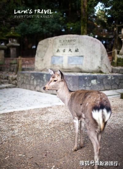  「祈福的灯笼」DAY2日本深度自由行之大阪都门奈良城崎旅行日记