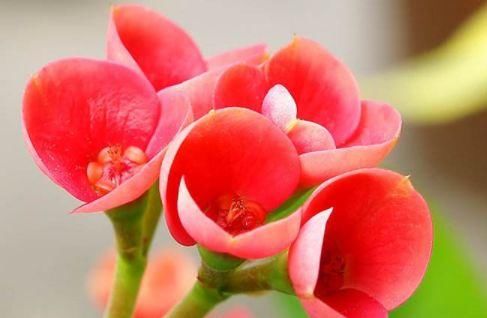  妖娆：喜欢养菊花，不如养这四款花，花姿妖娆，盛开时繁花似锦，内敛美
