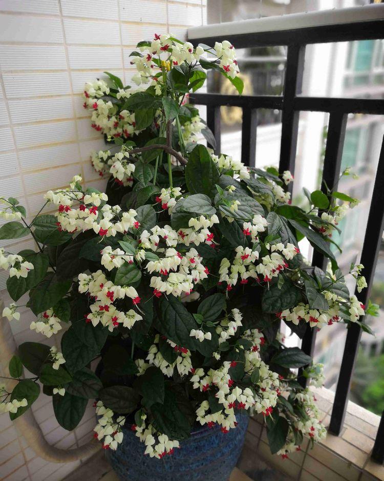  粉艳@“高端玫瑰”影星，花开粉艳鲜艳，梦幻清秀，堪称养花首选