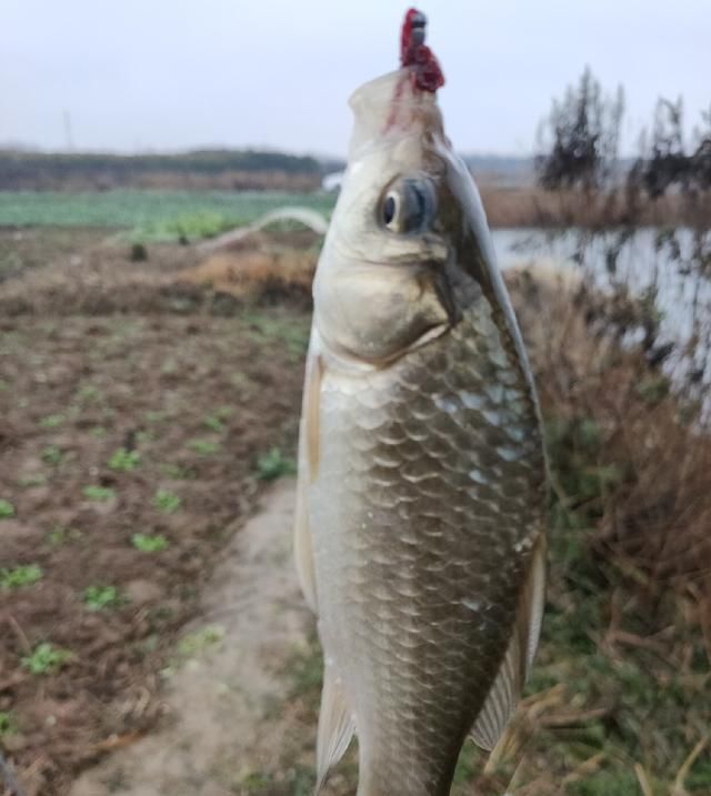  聚鱼|钓鱼记录，深水点 隔夜窝，聚鱼成群大板小爆