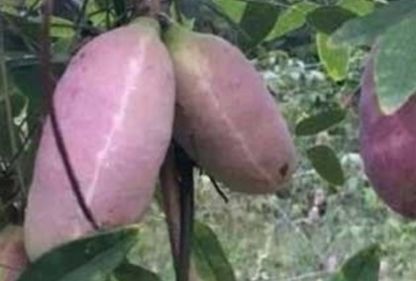  [预知子]既是水果也是药材,种植它也能轻松致富，你吃过吗？