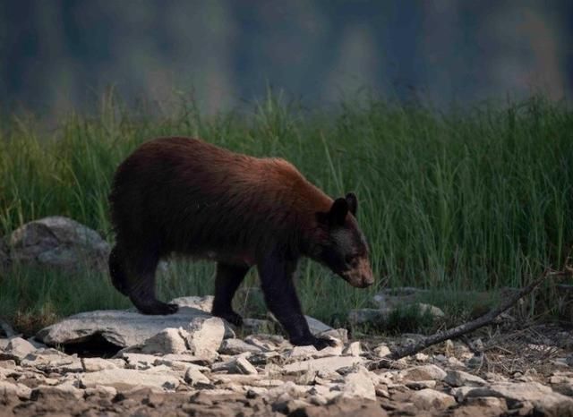 为拍熊照不要命？加拿大旅游公司拿命赚钱吃下天价罚单
