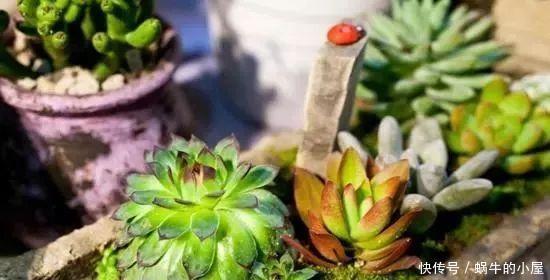  适合|睡眠质量差？6种适合养在卧室的花草，清新空气，改善睡眠环境！
