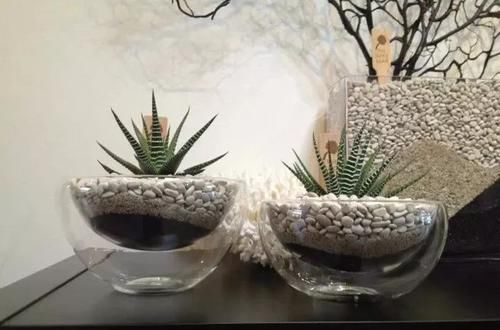  【植物就】除了绿萝、富贵竹，桌面上的盆栽植物还有很多，这几种特可爱
