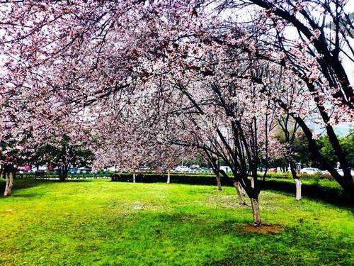  美轮美奂|湖南衡阳：太阳广场紫叶李花开烂漫，状若雾凇染霞，美轮美奂!