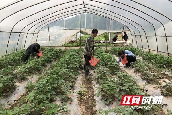  美田桥村@醴陵：线上线下齐助力，贫困户农产品销售不再愁
