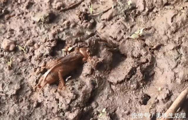  稻田@稻田里常见的害虫，农民都讨厌它，进城后却成餐桌上的“土