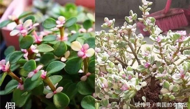  【花别买】养花技巧：遇到这6种花，白送都不要，轻则养残，重则养不活！