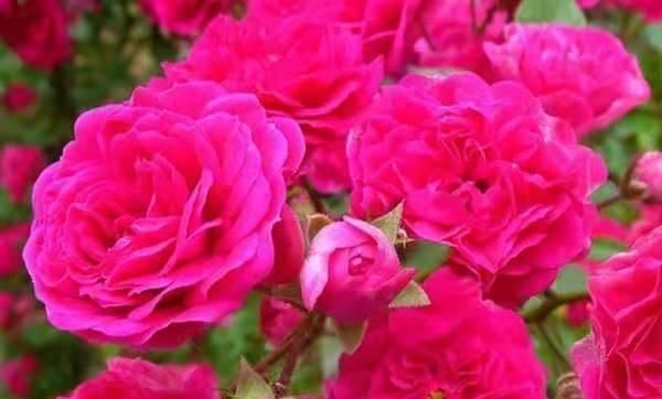 「美爆」这几种花,开花美寓意好,芳香四溢很宜人,美爆阳台满屋香
