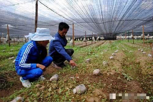  【人称】人称“陆地鱼”，20斤晒干仅剩2斤，一斤900元，野生的