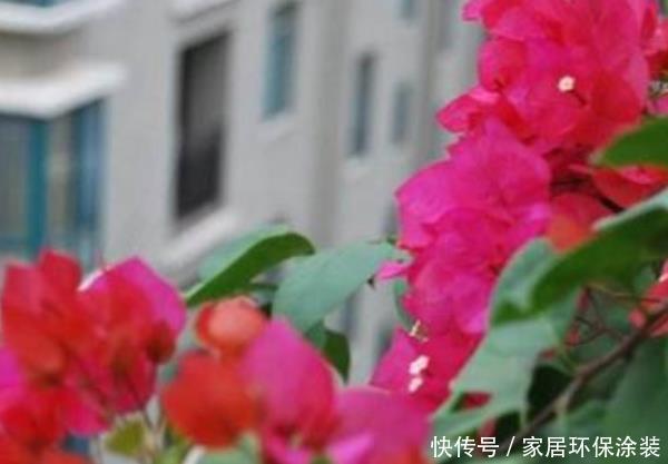 款花■春天不妨养这3款花,好养易爆盆,尤其第三种,阳台变小花园!