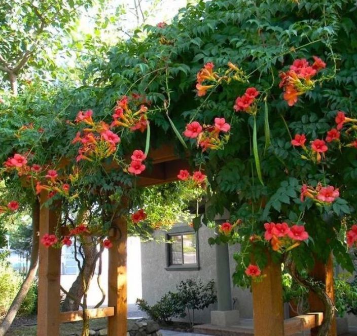  『能力』家有庭院就养“此花”，爬藤能力强，花色漂亮，开花多，开成花墙！