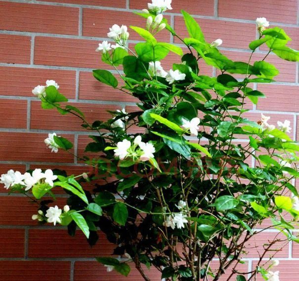 「栀子花」茉莉花、栀子花生长“慢吞吞”,7天浇杯“尿”,蹭蹭长!