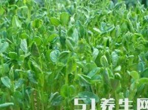  #蔬菜#不用下地，在家就能种植的无公害蔬菜，农村大妈靠这一天