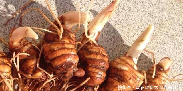 农村最贵的农作物，一斤卖1000，但是越贵农民却越不敢种！