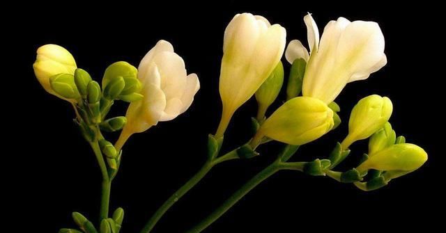  #韵味#喜欢在家里养花，就选择此款花，花大色艳爆盆简单，韵味十足