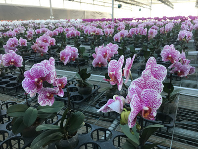 建三江农业科技园区：智慧农业结硕果