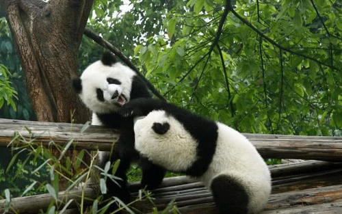 中国最火的两座城市成网红，一个西安一个成都，各有各的特色