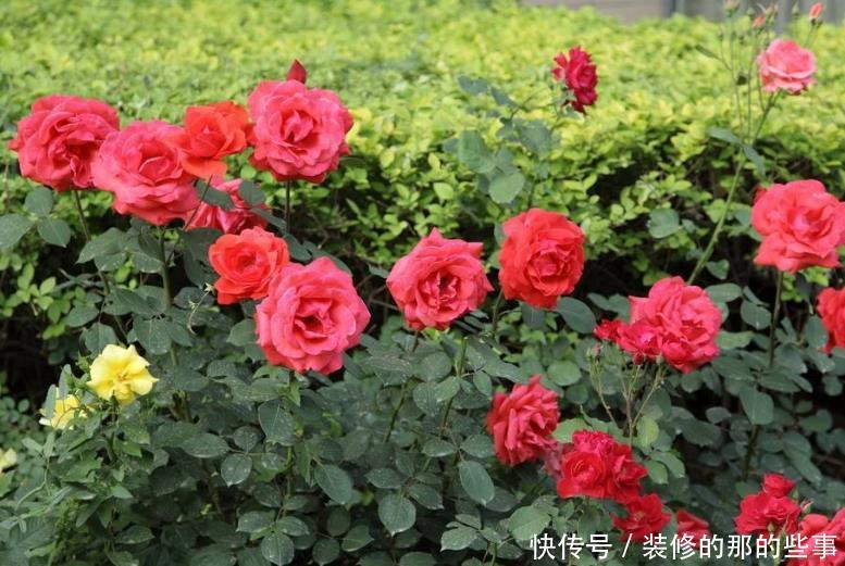  『石竹花』3种花，是“开花机器”，家里养起来，果断变成小花园！
