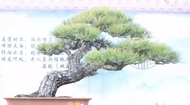  [栽种盆景]玩盆景，已成为当下追求高品质生活的一股潮流