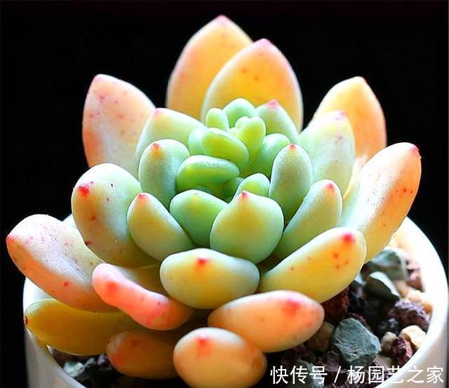  技巧|多肉凝脂莲，耐寒耐热爱爆头，3个“小技巧”，轻松养成果冻色