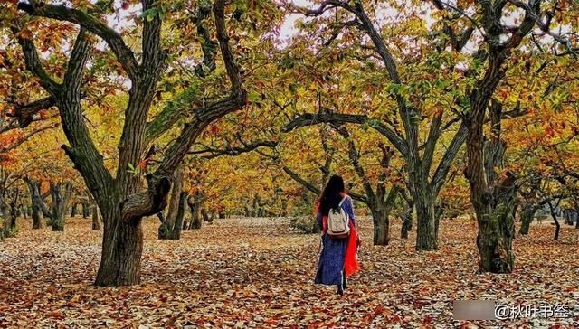 2019杏会邳州|巩伟鸣邳州美景摄影作品欣赏