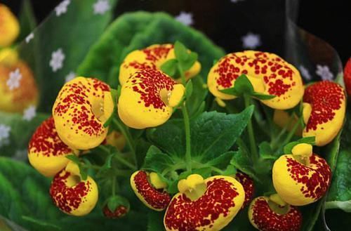 『娇艳』荷包花寓意吉祥,花开娇艳绚丽,养护荷包花要注意什么