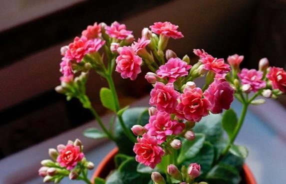  【长寿花】这三种花号称“见光死”，进入夏季养护要小心，稍不注意就死了