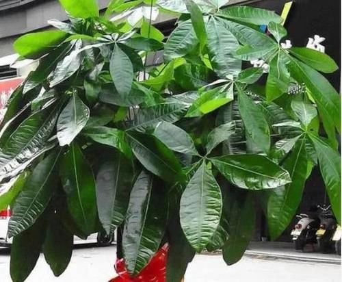  「玉果」发财树开“金花”，还能结“玉果”，沾土就发芽，轻松繁殖20盆