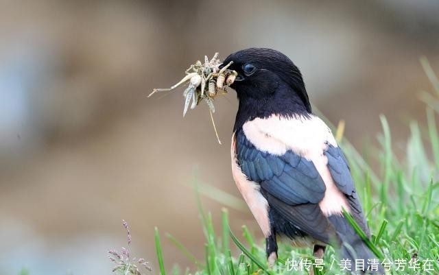  「克星」巴铁进入紧急状态，中国灭蝗三大克星出现：用实力解决