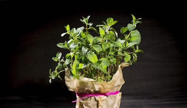  吸取|适合养在厨房的几种植物，吸取油烟全靠它，居家必备！