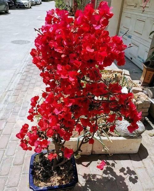  「三角梅开花」三角梅满树绿叶，就是不开花，“控水虐花法”，三角梅花芽猛冒