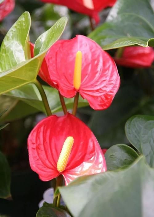  「要注意」红掌在室内养的几个关键，让花后还能开花，花朵更加斑斓