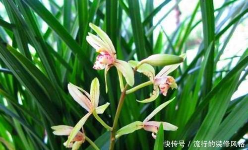  『油绿』春天养兰花，做好4件事，猛长侧芽叶油绿，生长进入快车道！