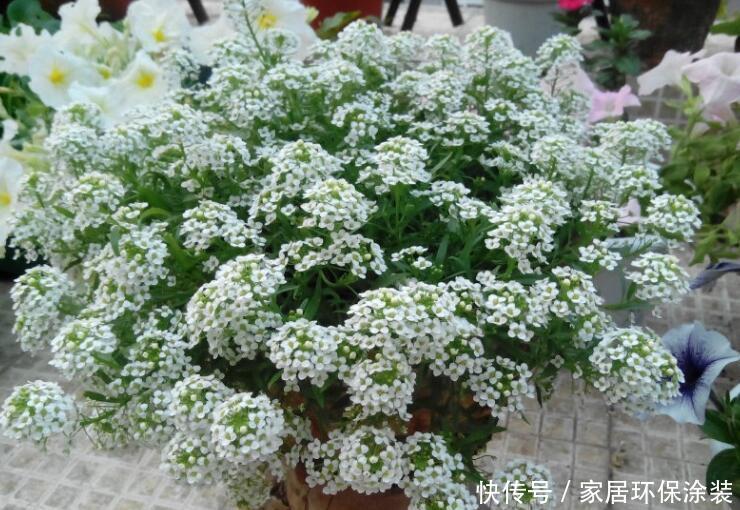  『夏季』夏季易爆盆的“4种花”，现在开始养，美翻你的阳台！