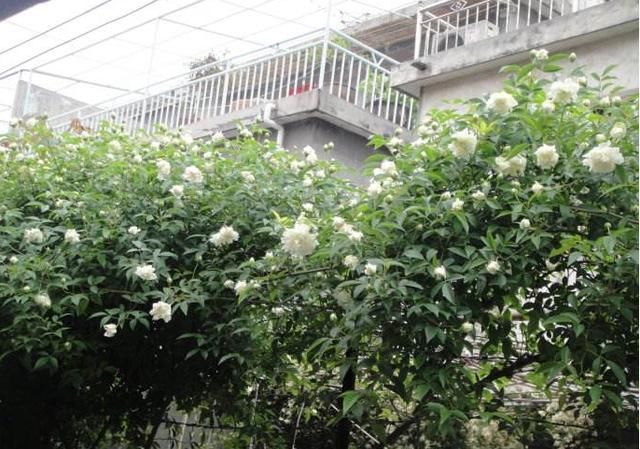 春天还在养绿萝吗？这种花有水就开花，花期长达半年，还有花香