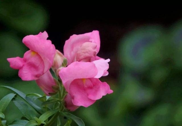 『越好』可以养在阳台的3种花,越晒长的越好,开花味道浓郁,满屋飘香