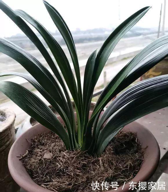 金钱树|室内养5种花不能多浇水，水一多就烂根，救都救不回来