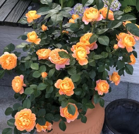  #春天#花期超长的5种花，最适合春天种，一开就是大半年