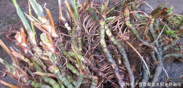 长在小溪边上的一种宝贝，村里都被挖绝了，你们那里还有吗