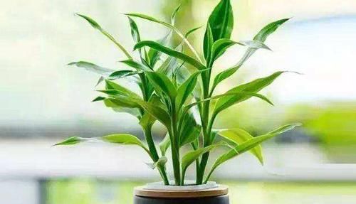  富贵竹■富贵竹的根须太多了，可以减掉吗，怎样养的更好？